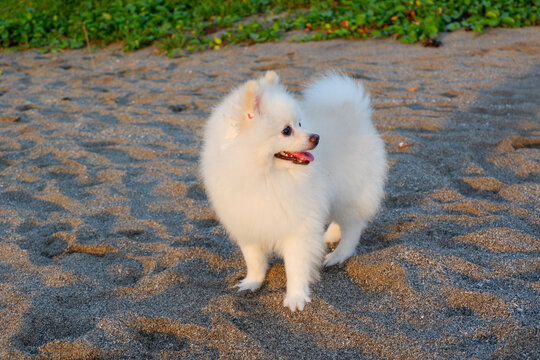 A cute Samoyed puppy on the beach