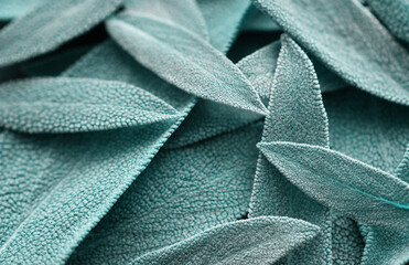 Green sage, sage leaves abstract background, fresh toned leaves. Tidewater green. Macro. Top view, flat lay. 