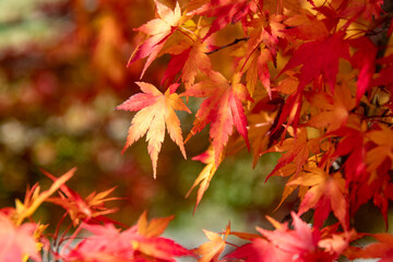 綺麗に色づく紅葉の葉
