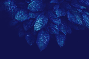 Fantasy photo of leaves in blue color.