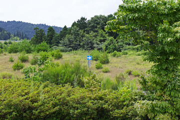 自然の中にある一方通行の道路標識