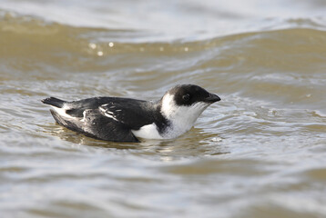 Kleine Alk,Little Auk, Alle alle