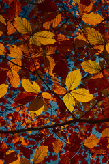 autumn leaves