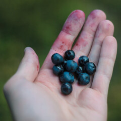 blueberries in hand