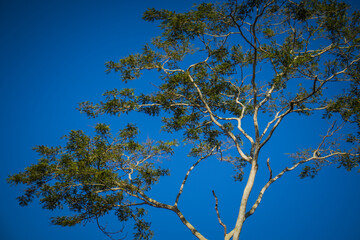 Branches of a tall tree against a clear blue sky in São Paulo countryside, Brazil