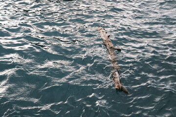 海を漂う流木