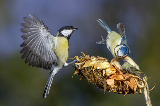 Parus Images – Browse 49 Stock Photos, Vectors, and Video | Adobe Stock