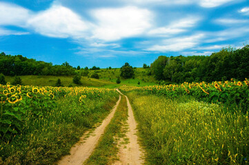 Fototapeta na wymiar country road at summertime, beautiful sunny day with blue sky and clouds photo landscape. Green sunflower meadows and blue sky