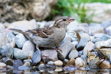 Haussperling (Passer domesticus) Weibchen