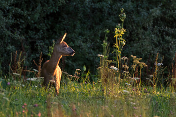Reh (Capreolus capreolus)