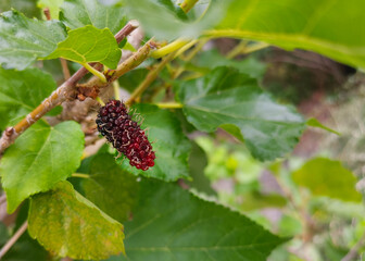 Fresh mulberry on the branch of tree. Greenery garden background.