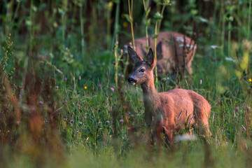 Rehkitz (Capreolus capreolus)