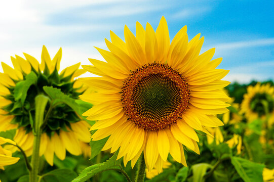 Close-up photo of sunflower. Beautiful field of blooming sunflowers and blue sky background. Beautiful sunflower on a sunny day with a natural background. Selective focus. 