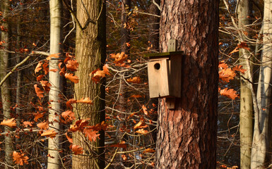 Budka lęgowa dla ptaków © zibi