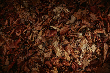 autumn leaves on ground