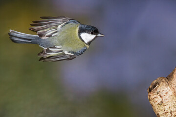 Obraz premium Kohlmeise (parus major)