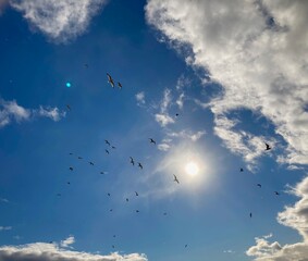 flock of seagulls in flight
