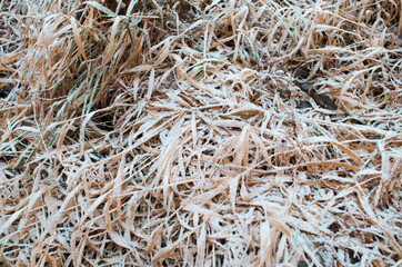 Withered yellow grass covered with snow. Winter background, first snow, morning frost. Selective focus