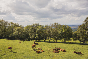 Deers in Broadway Tower garden, beautiful weather in a very famous English area - Cotswolds