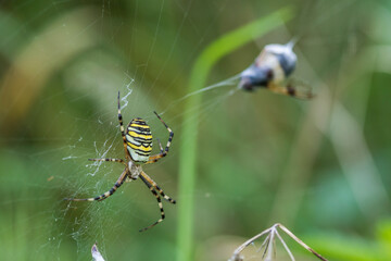 Wespenspinne (Argiope bruennichii) mit Beute