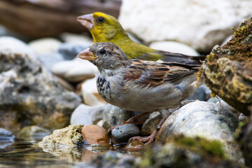 Haussperling (Passer domesticus) Junges Männchen
