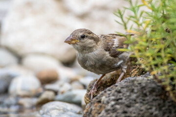 Haussperling (Passer domesticus)