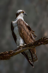 Portrait of An Osprey Perched On a Branch At Circle B Bar Reserve In Lakeland, FL, USA