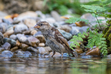 Haussperling (Passer domesticus) Weibchen