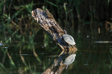 Rotwangen-Schmuckschildkröte (Trachemys scripta elegans)