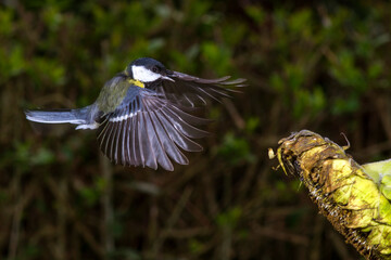 Kohlmeise (parus major)