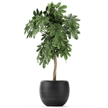 tropical plants Schefflera arboricola in a pot on a white background