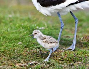 Kluut, Pied Avocet, Recurvirostra avosetta