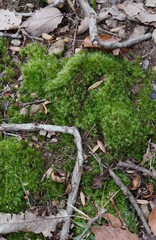 Nature Artifacts, Moss and Sticks