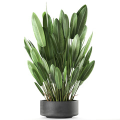 tropical plants Strelitzia in a pot on a white background	
