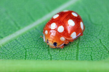 ladybug on green leaves, North China