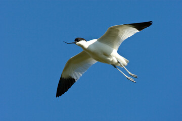 Kluut, Pied Avocet, Recurvirostra avosetta