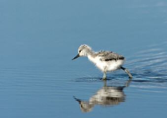 Kluut, Pied Avocet, Recurvirostra avosetta