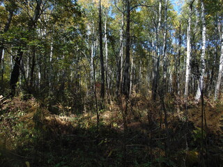 trees in the forest