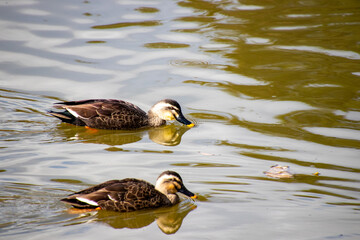 池を仲良く泳ぐカルガモ