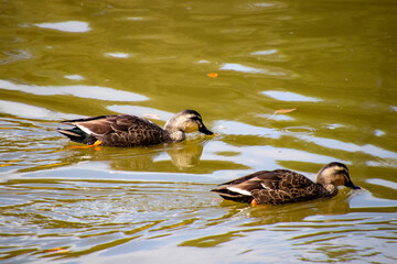 池を仲良く泳ぐカルガモ
