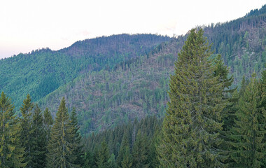 massive deforestation in Bucegi National Park
