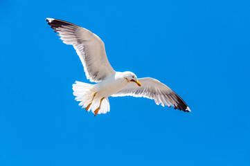 A flock of white seagulls with blue sky at the background