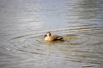 池で水浴びをするカルガモ