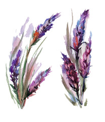 bouquet of lavander flowers on a white background