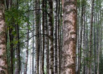 Summer july view of birch grove in sunlight