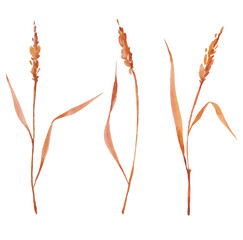 wheat isolated on white