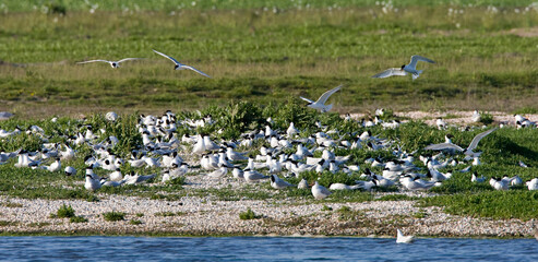 Grote stern, Sandwich Tern, Sterna sandvicensis