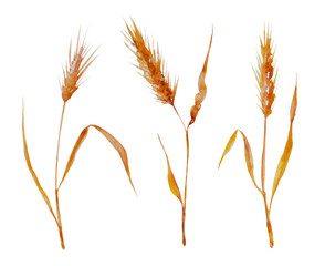 ears of wheat