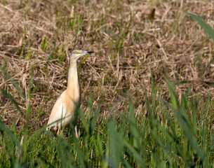 Ralreiger, Squacco Heron, Ardeola ralloides