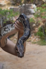 python in the hands
